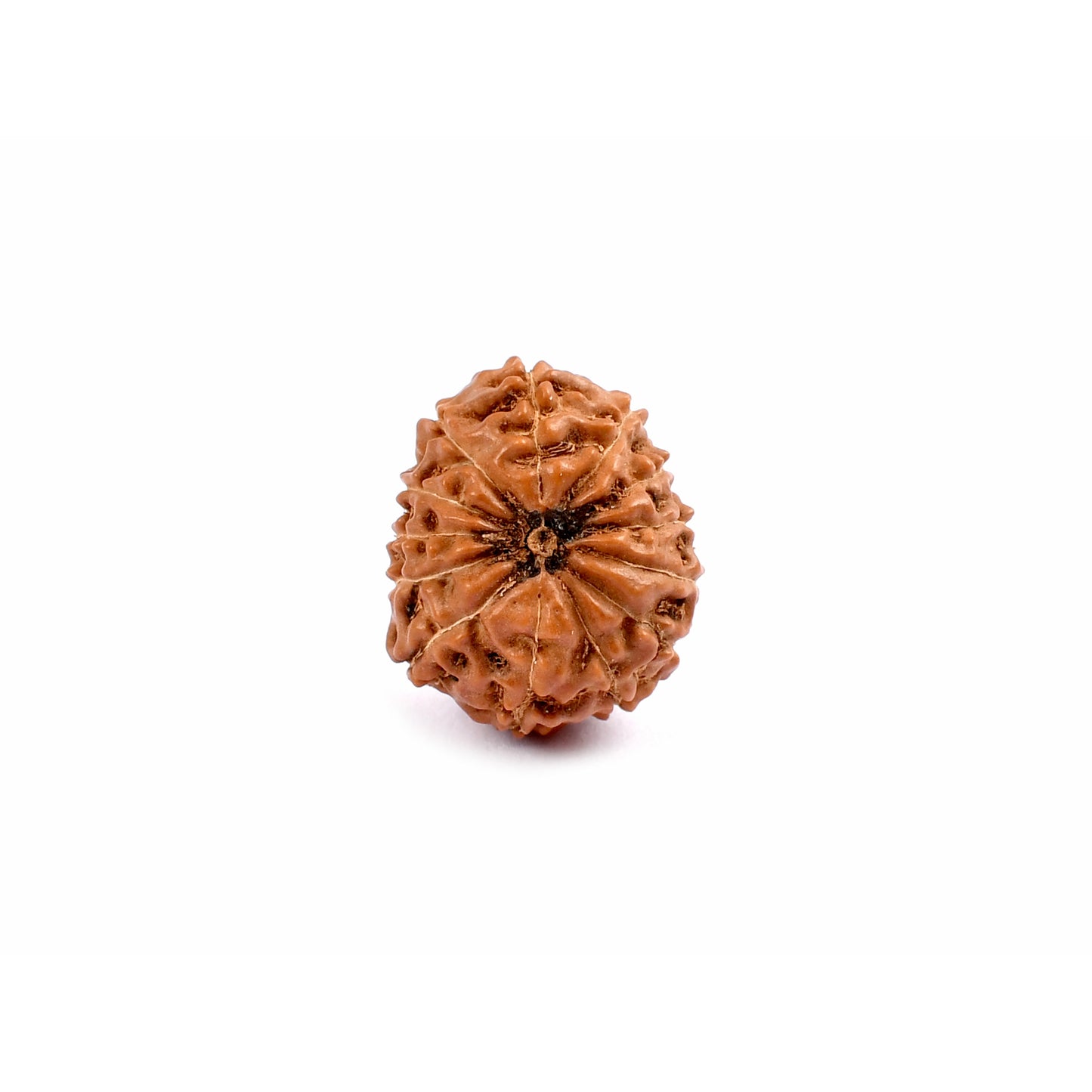 13-Augen-Rudraksha_Java