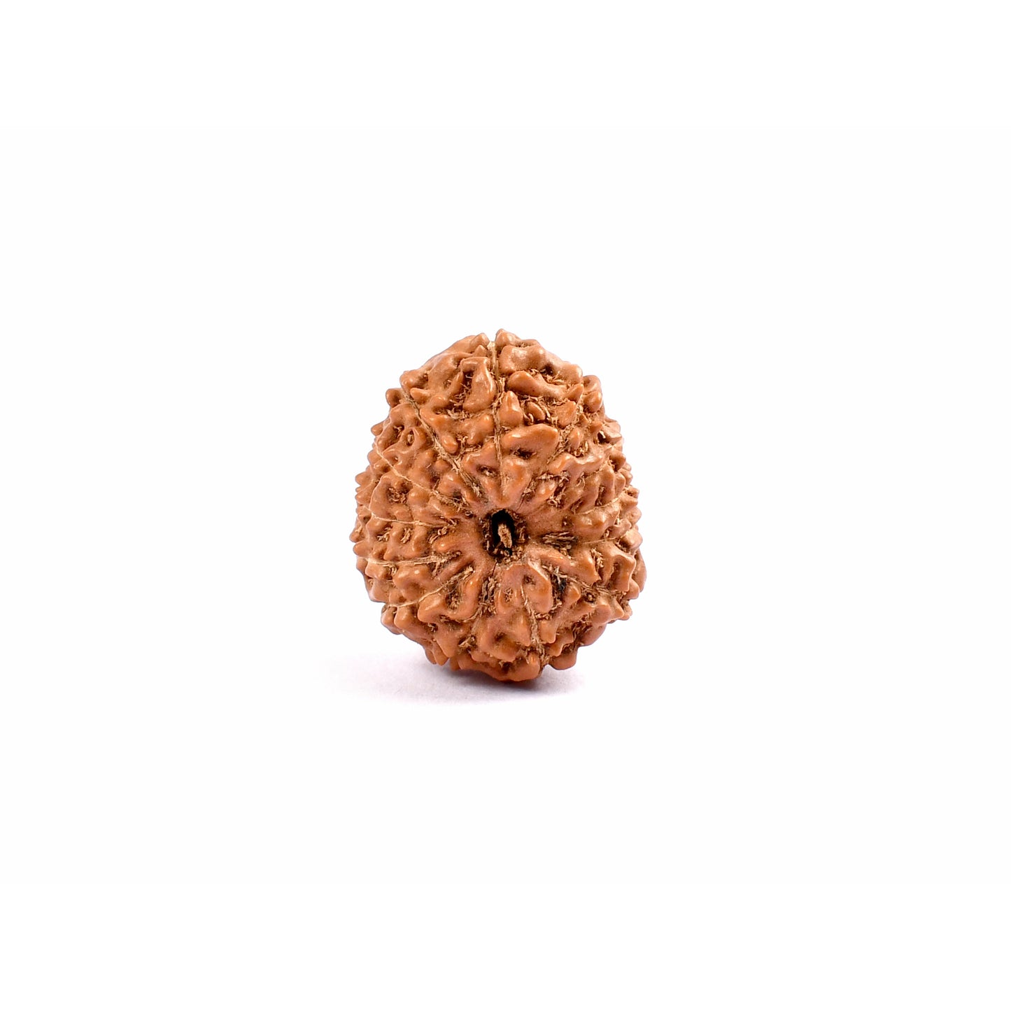 13-Augen-Rudraksha_Java