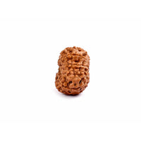 13-Augen-Rudraksha_Java