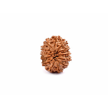 13-Augen-Rudraksha_Nepal