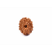 13-Augen-Rudraksha_Nepal