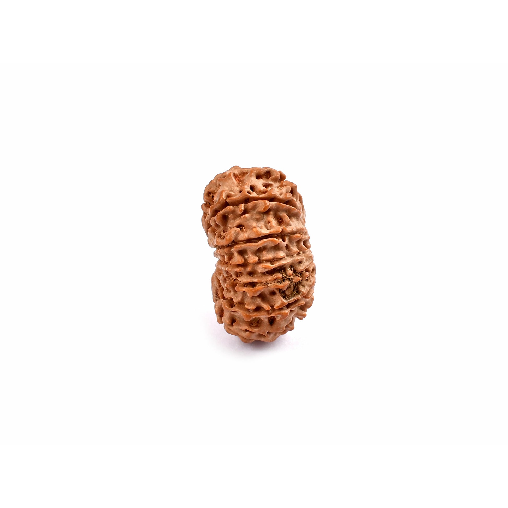 13-Augen-Rudraksha_Nepal