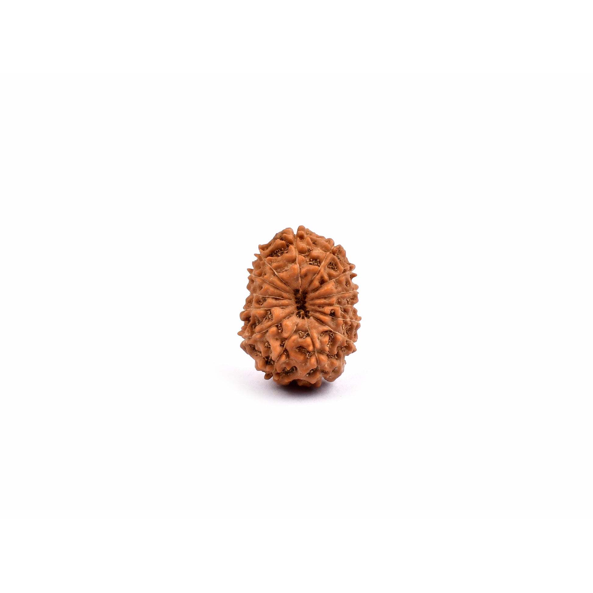 14-Augen-Rudraksha_Java