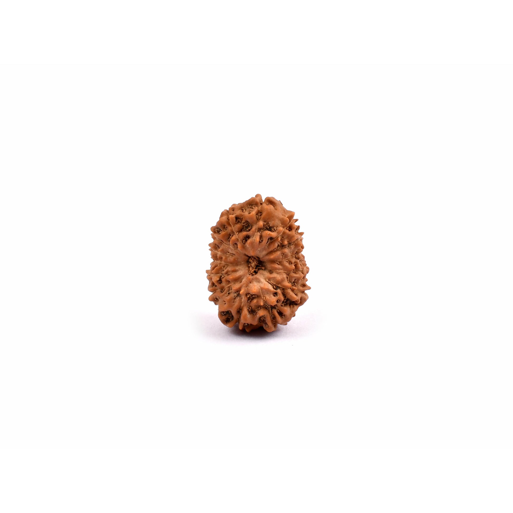 14-Augen-Rudraksha_Java