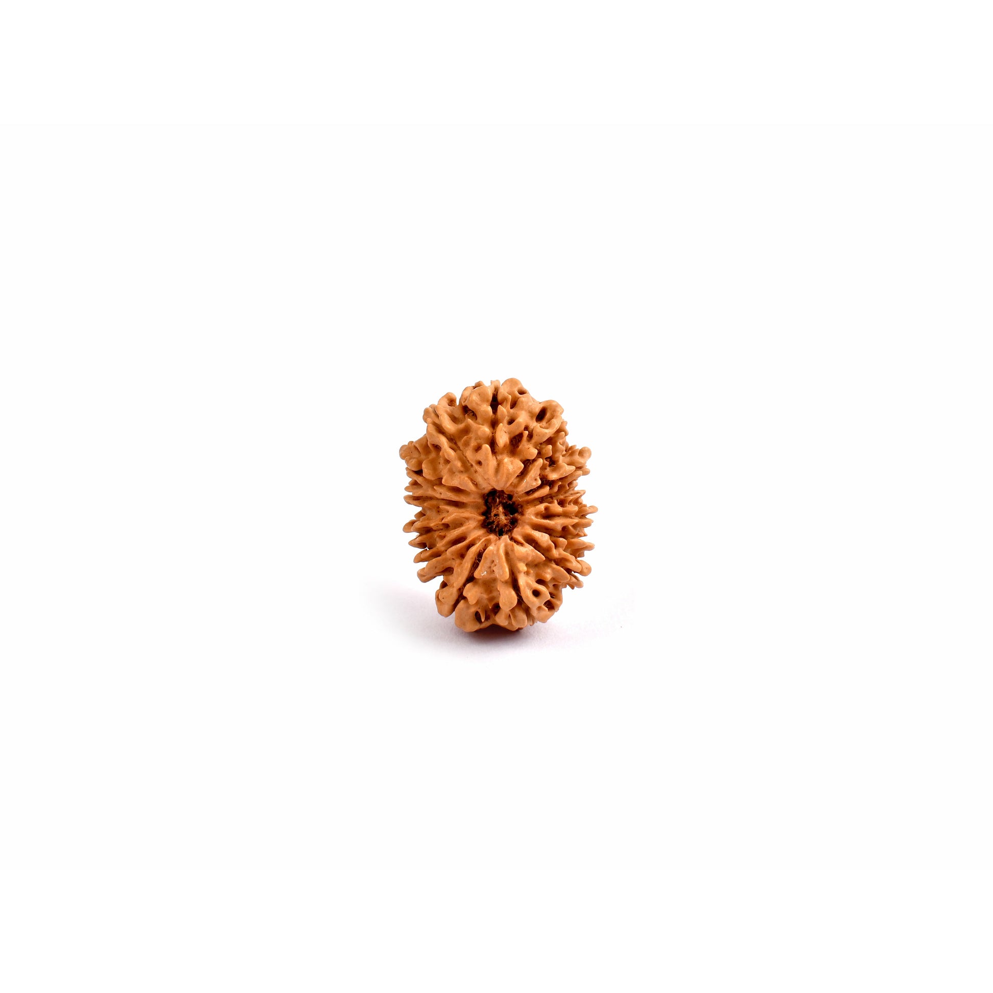 14-Augen-Rudraksha_Nepal