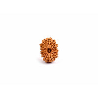 14-Augen-Rudraksha_Nepal