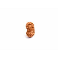 14-Augen-Rudraksha (Nepal)