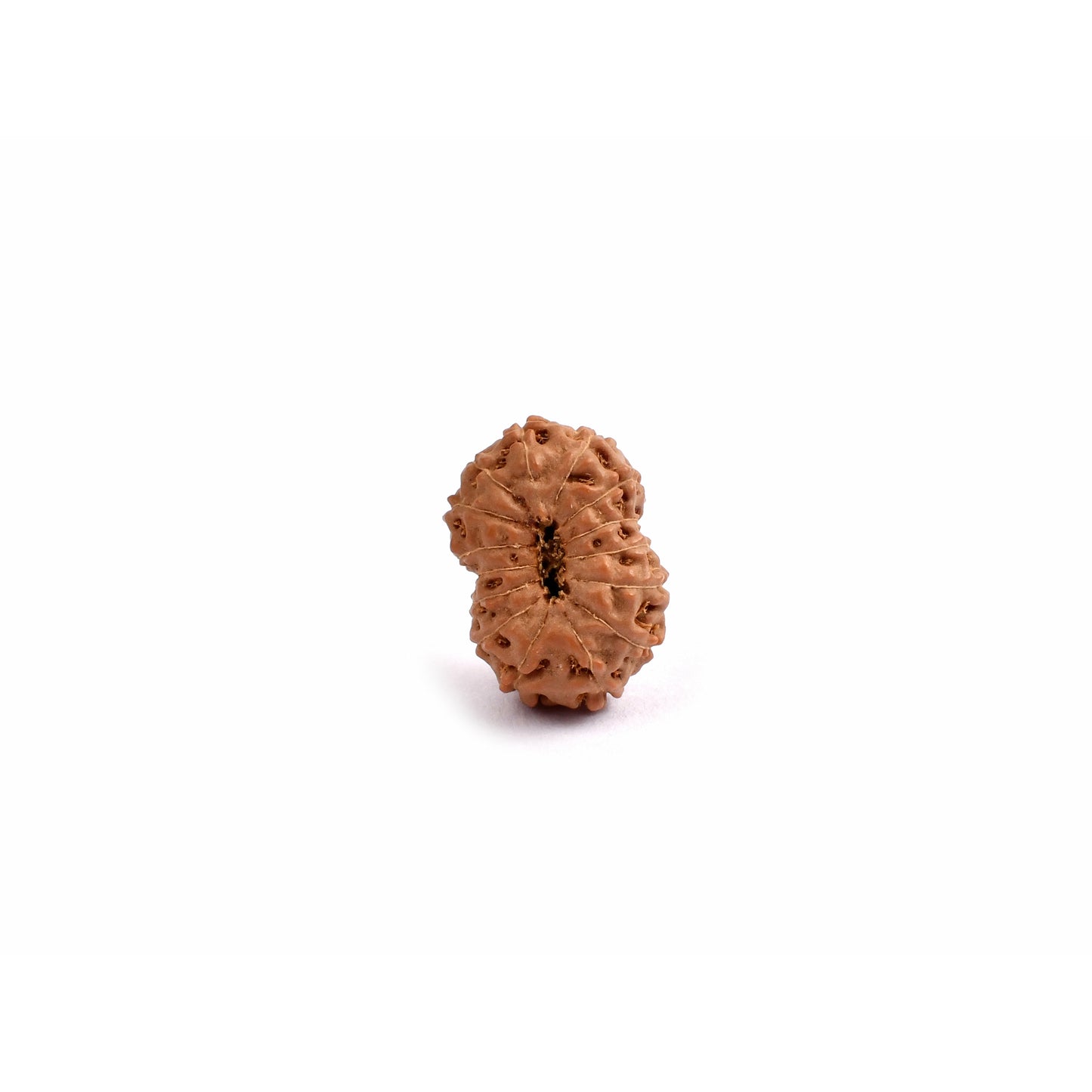 15-Augen-Rudraksha_Java