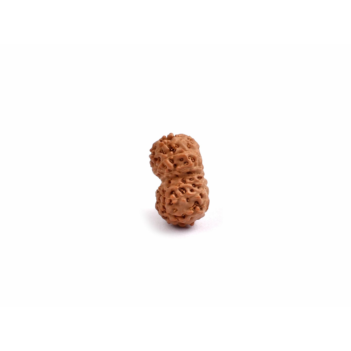 15-Augen-Rudraksha_Java