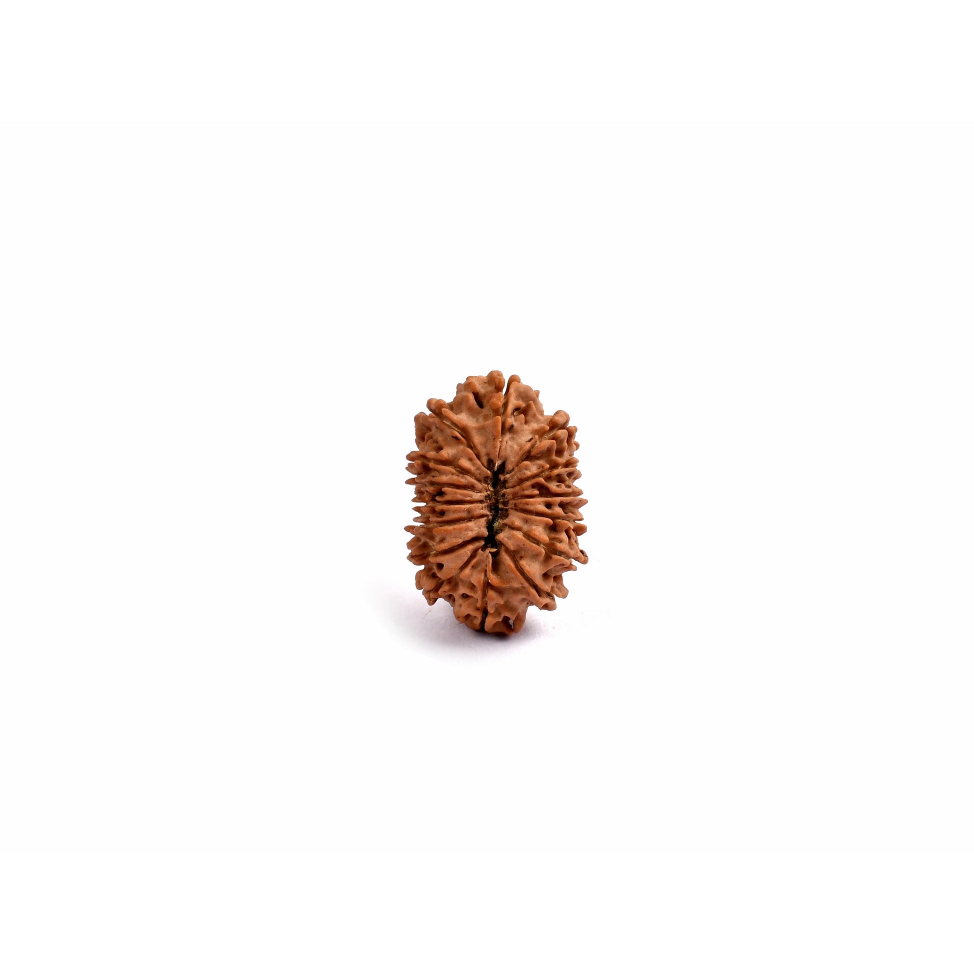 15-Augen-Rudraksha_Nepal