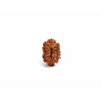 15-Augen-Rudraksha_Nepal