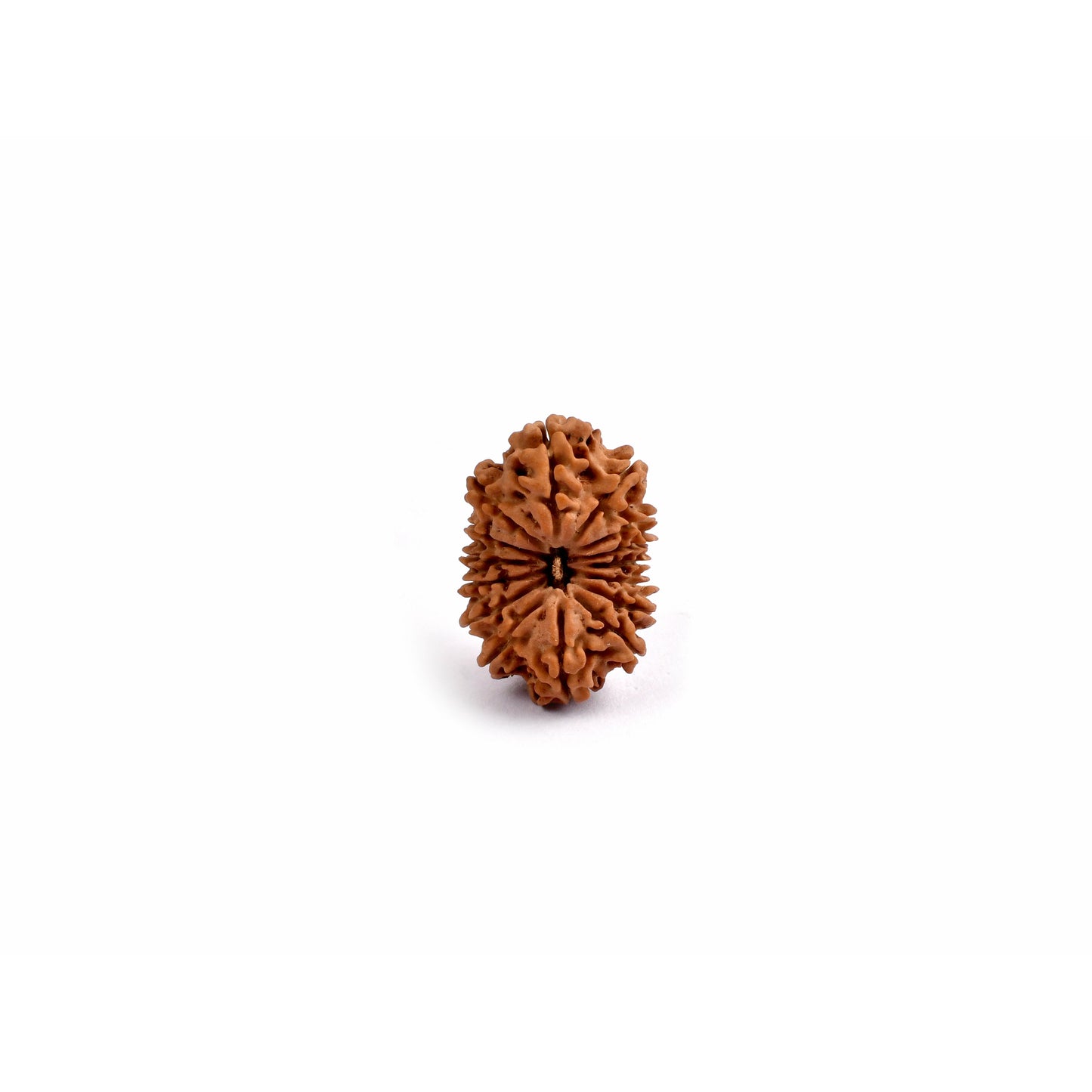 15-Augen-Rudraksha_Nepal