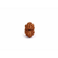 15-Augen-Rudraksha_Nepal