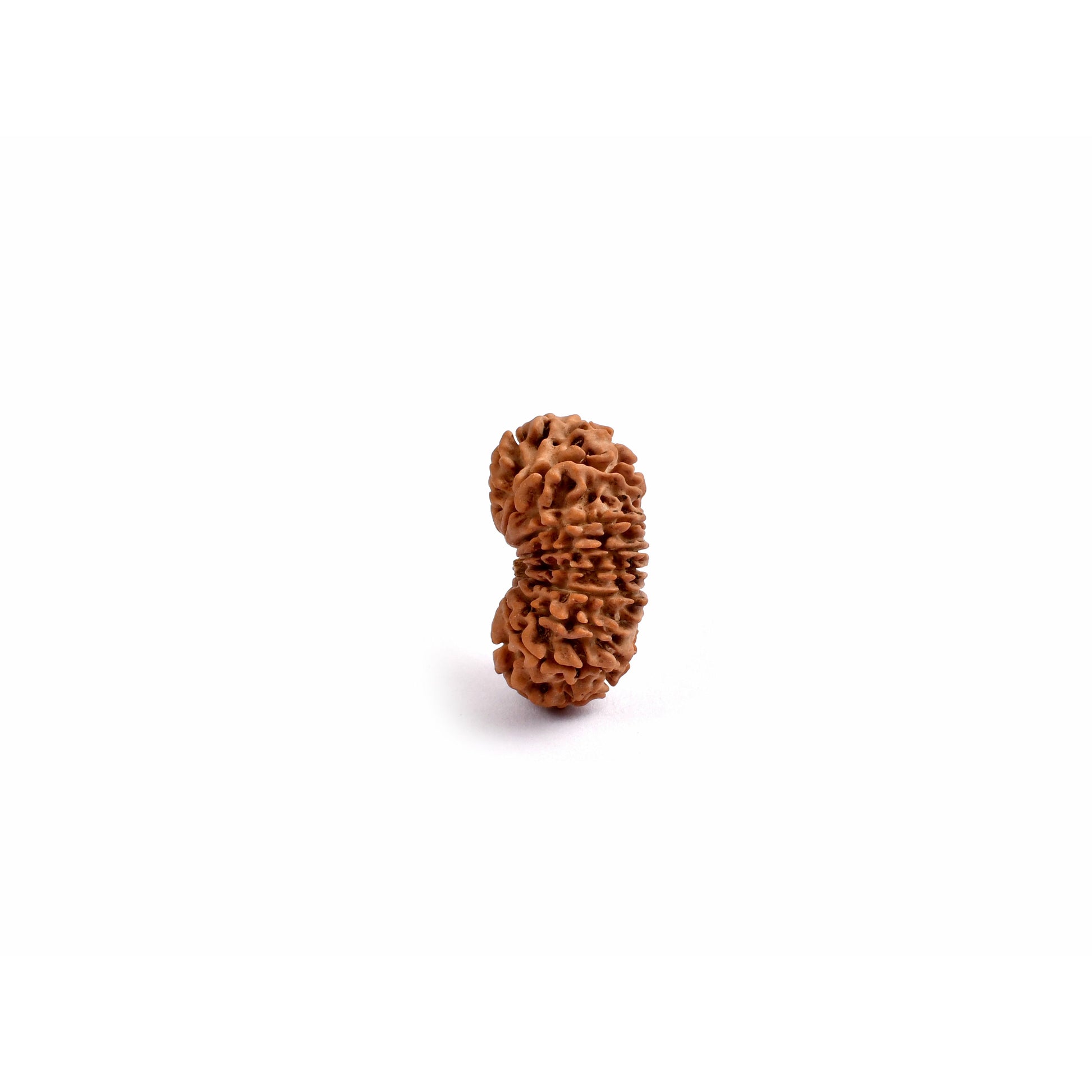 15-Augen-Rudraksha_Nepal