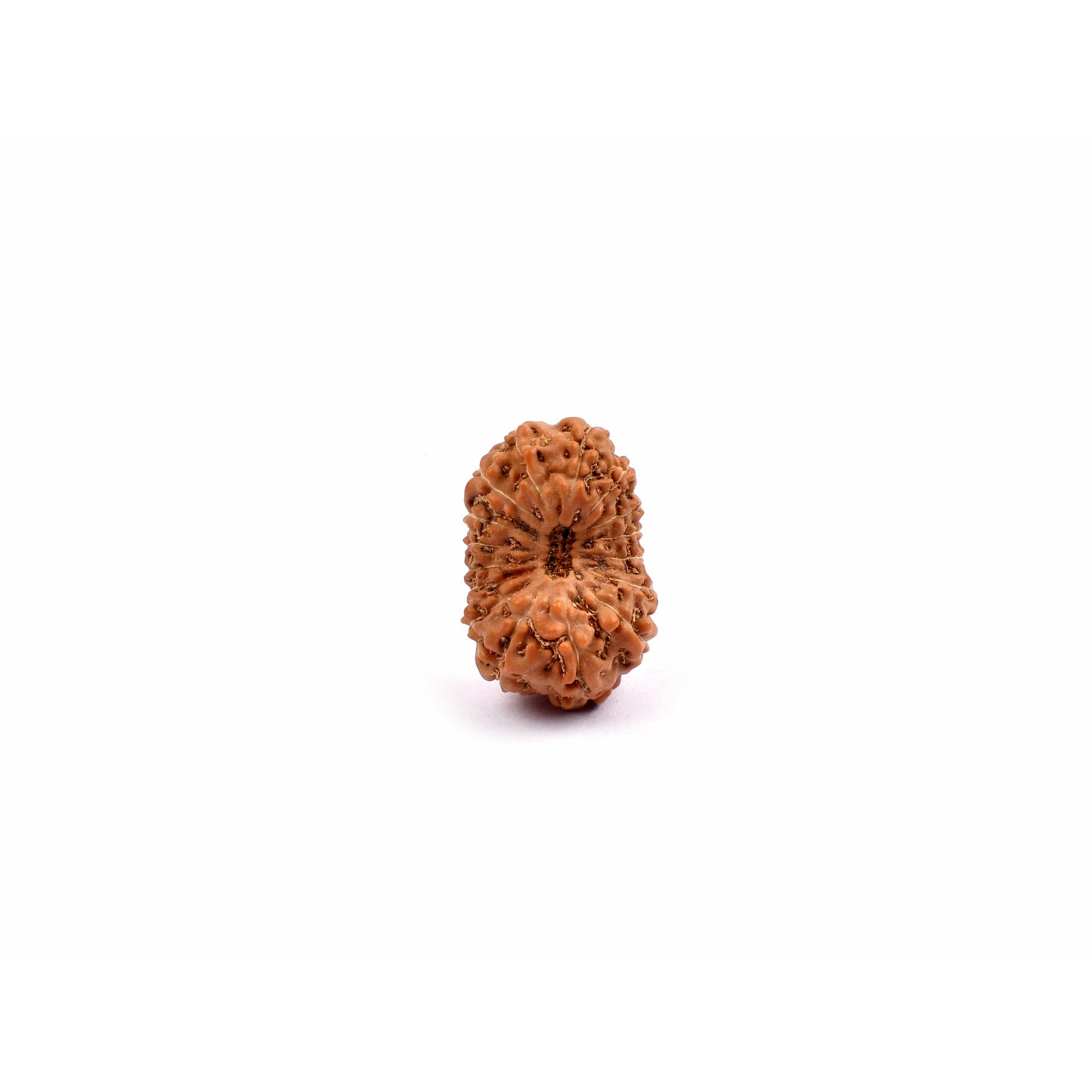 16-Augen-Rudraksha_Java