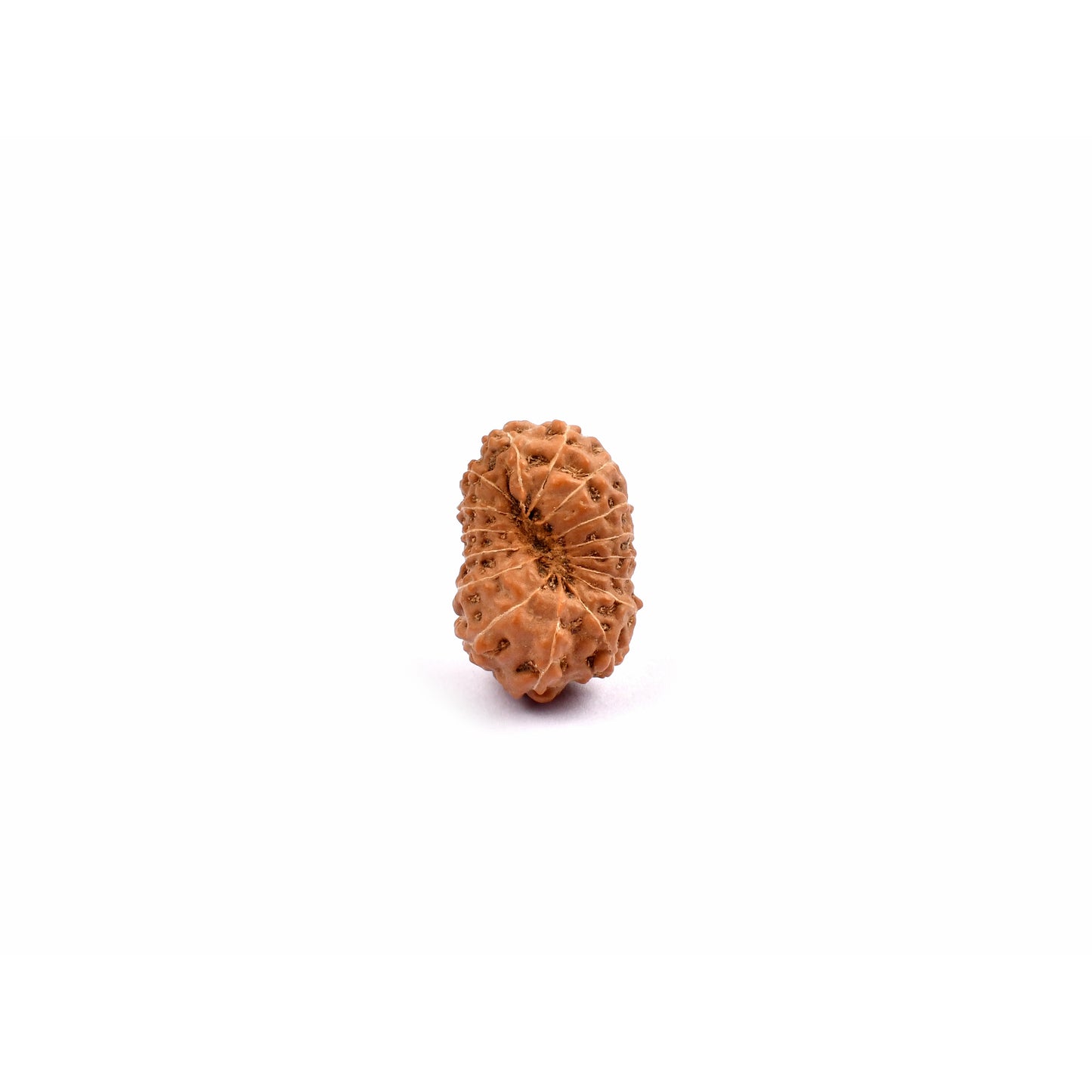 16-Augen-Rudraksha (Java)