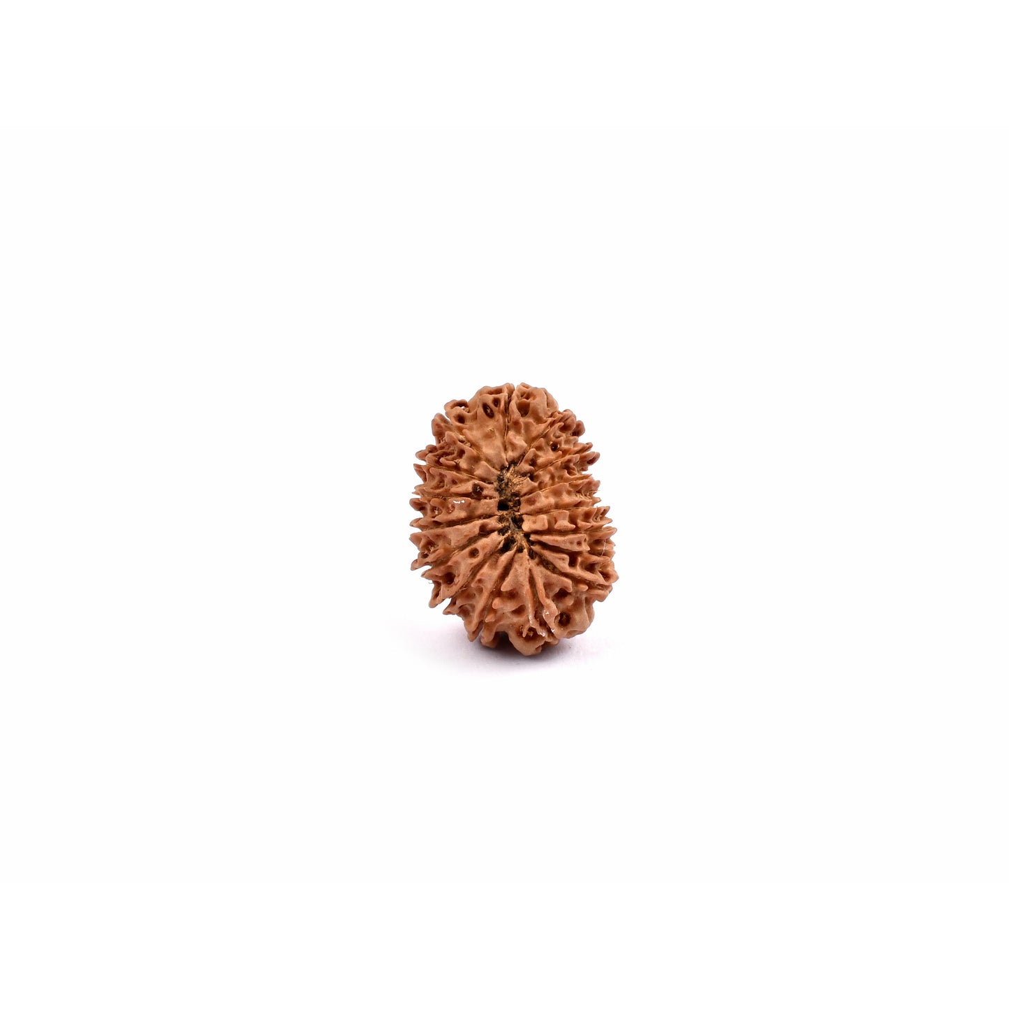 16-Augen-Rudraksha_Nepal