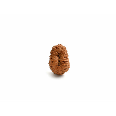 18-Augen-Rudraksha (Java)