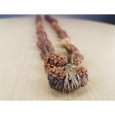 Siddha-Mala 1 - 6-Augen-Rudraksha (Nepal)