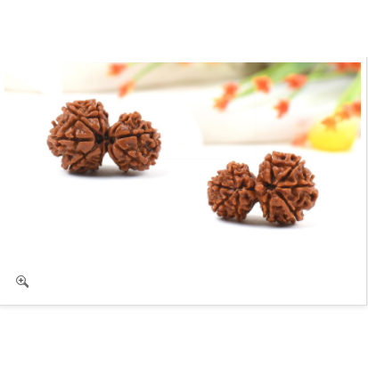 Garbh-Gauri-Rudraksha (Nepal) - lose