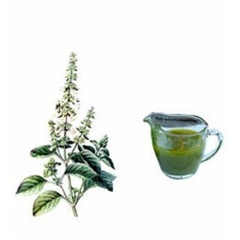 Tulsi oil - 500 ml