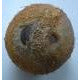 Ekaakshi nariyal - one -eyed coconut